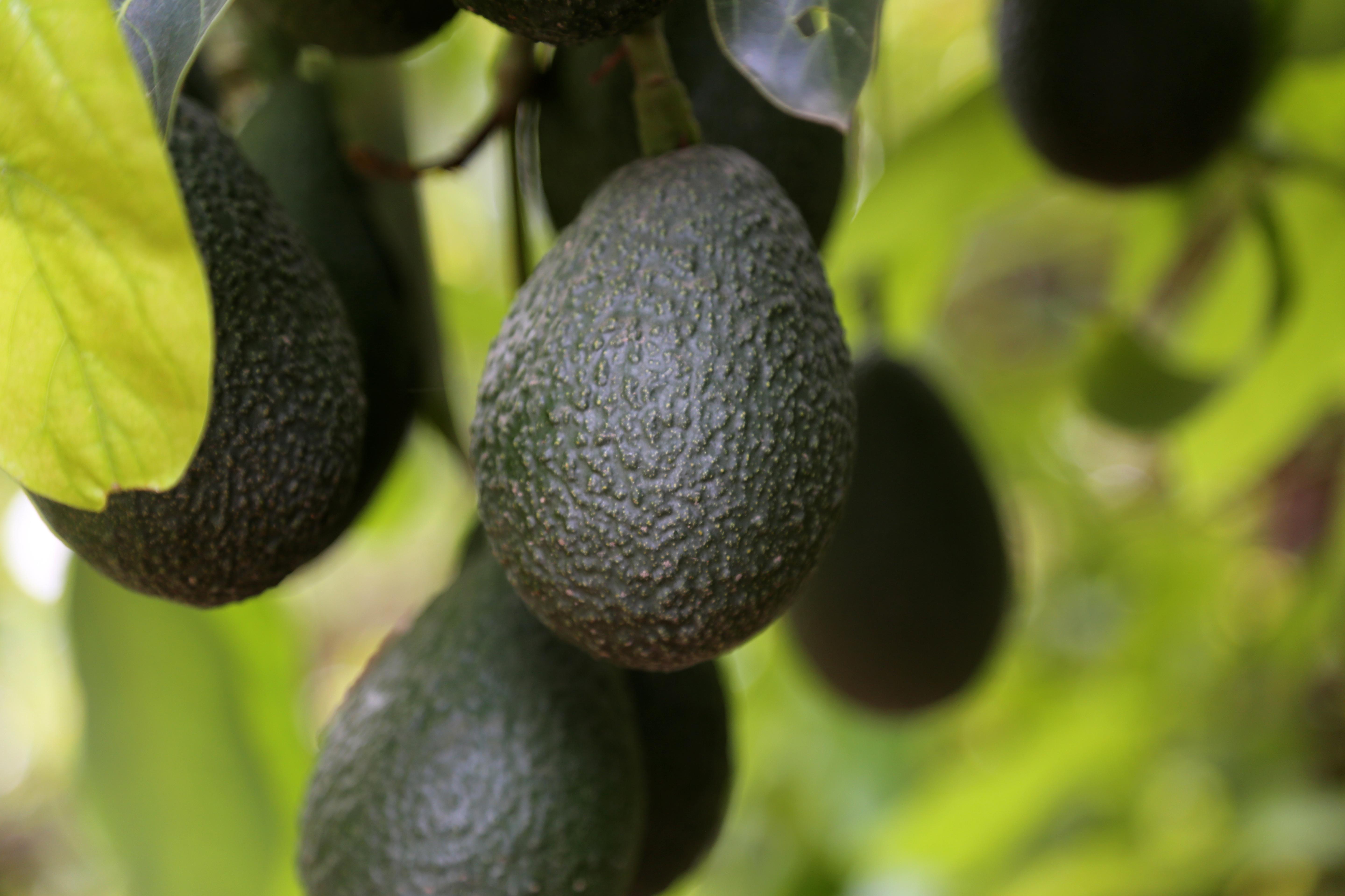 IT&rsquo;S CALIFORNIA AVOCADO SEASON! HERE ARE FIVE THINGS YOU SHOULD KNOW